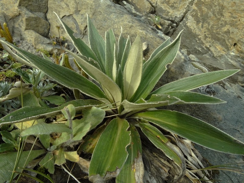 Celmisia verbascifolia photo 5