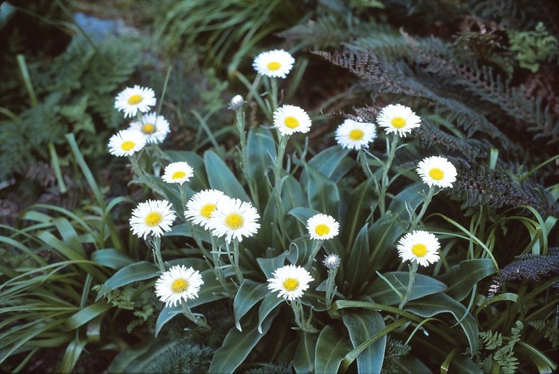Celmisia verbascifolia photo 6