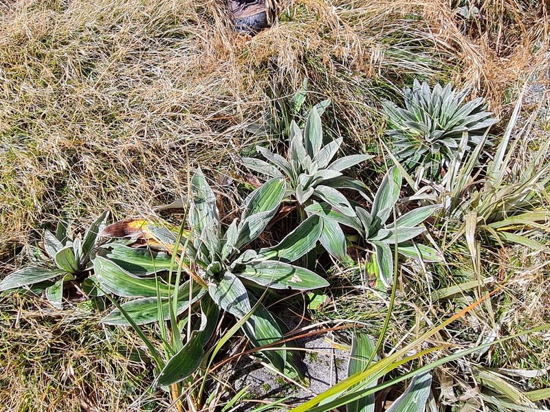 Celmisia verbascifolia photo 7
