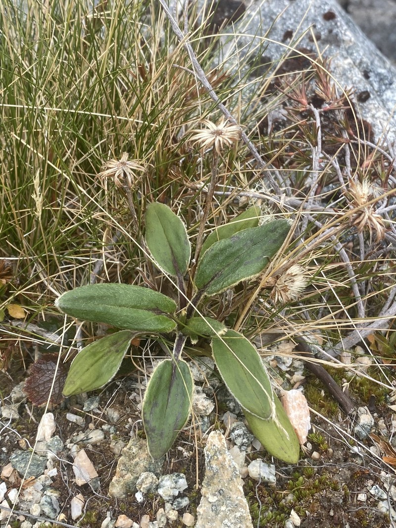 Celmisia verbascifolia subsp. membranacea