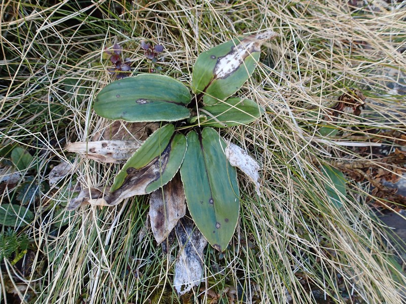 Celmisia verbascifolia subsp. membranacea photo 2