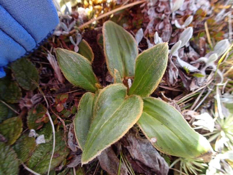 Celmisia verbascifolia subsp. membranacea photo 3