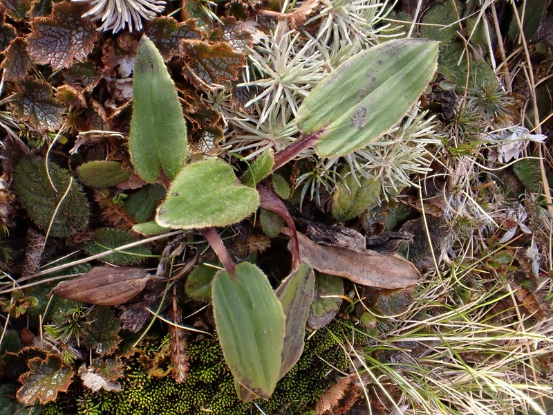 Celmisia verbascifolia subsp. membranacea photo 4