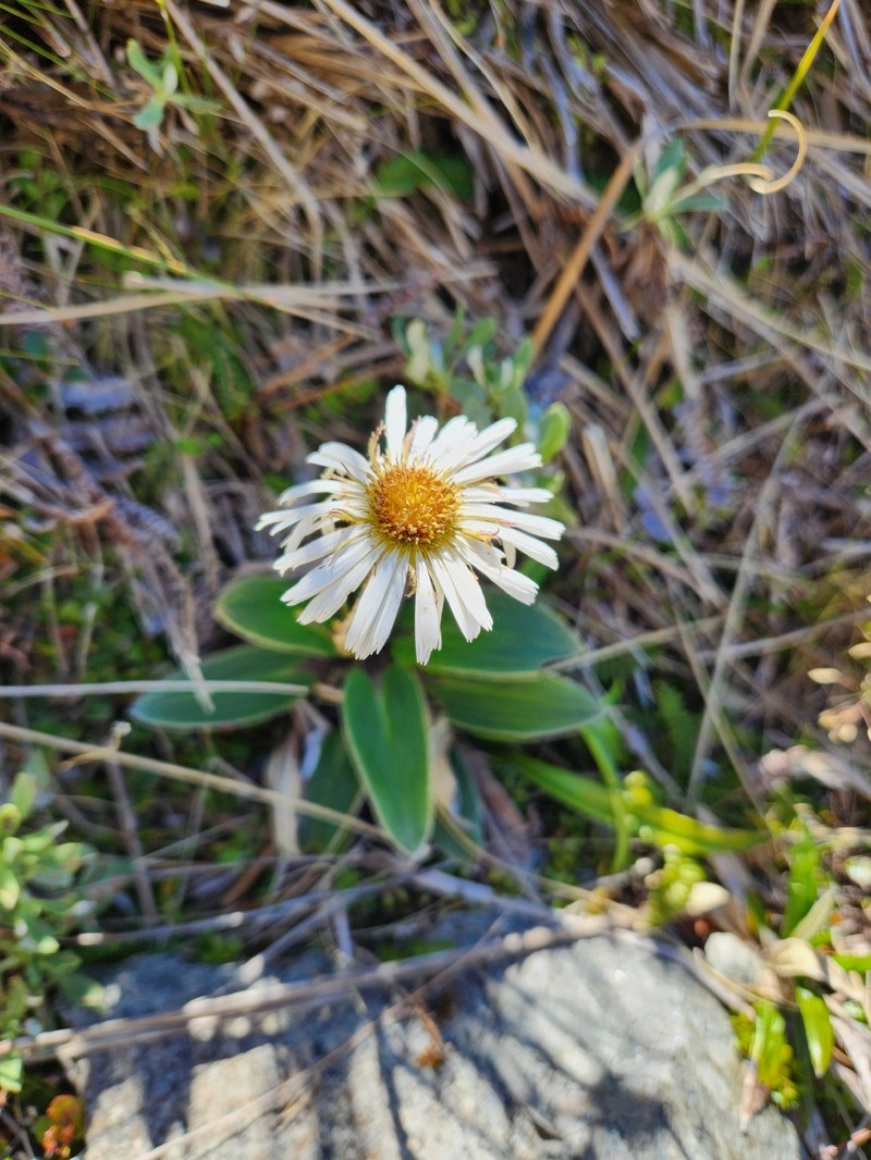 Celmisia verbascifolia subsp. verbascifolia