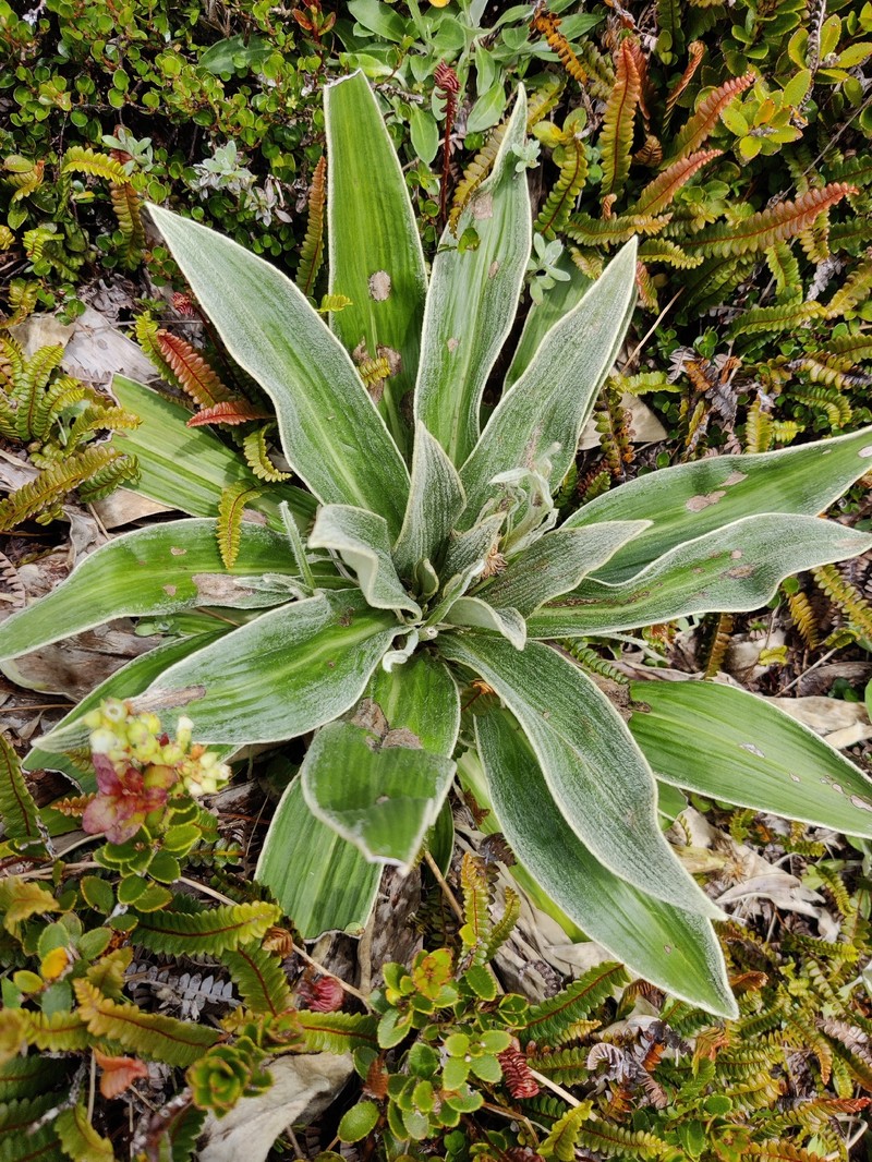 Celmisia verbascifolia subsp. verbascifolia photo 2