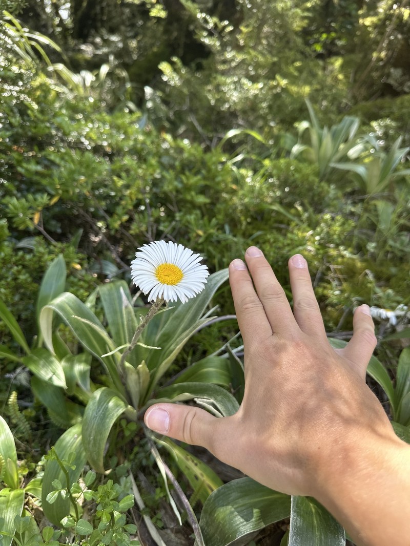 Celmisia verbascifolia subsp. verbascifolia photo 3