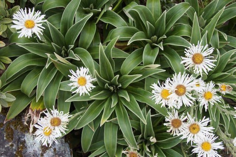Celmisia verbascifolia subsp. verbascifolia photo 4