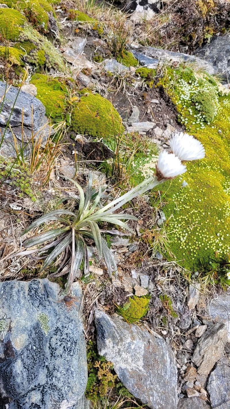 Celmisia vespertina