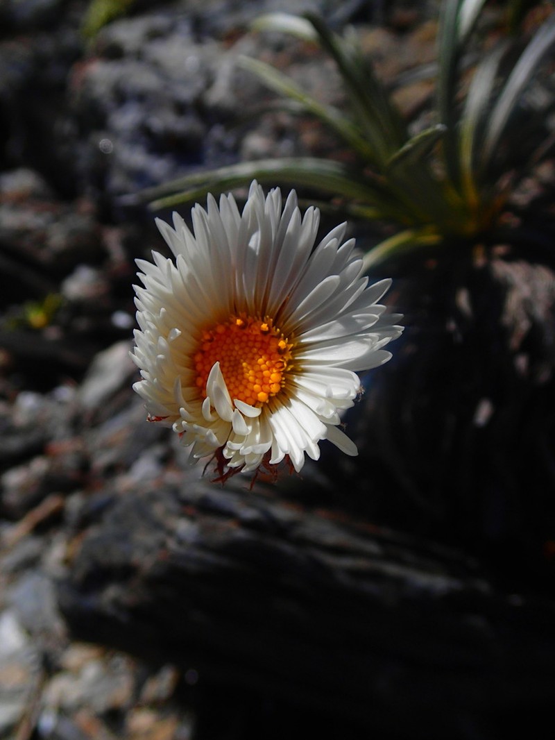 Celmisia vespertina photo 3