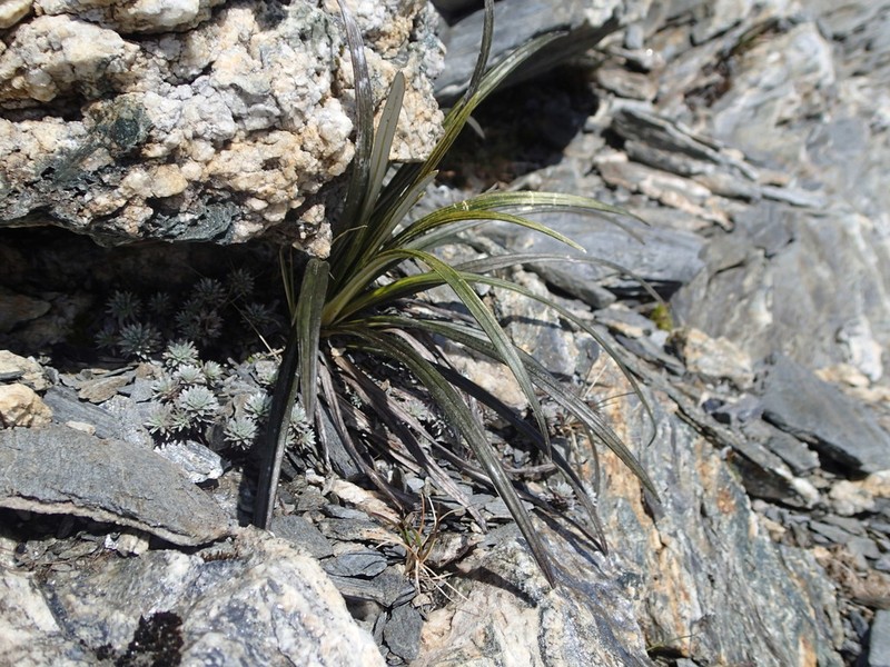 Celmisia vespertina photo 4
