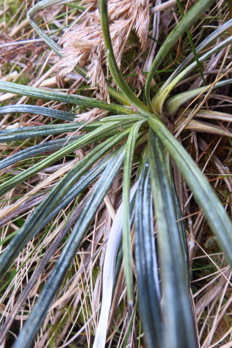 Celmisia vespertina photo 5