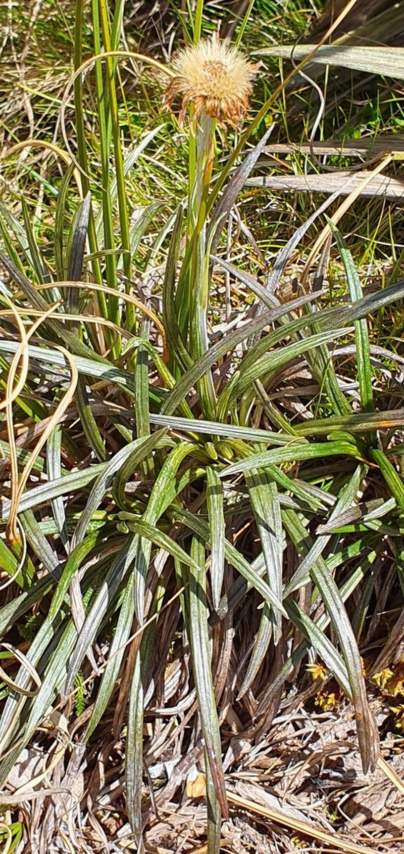 Celmisia vespertina photo 6