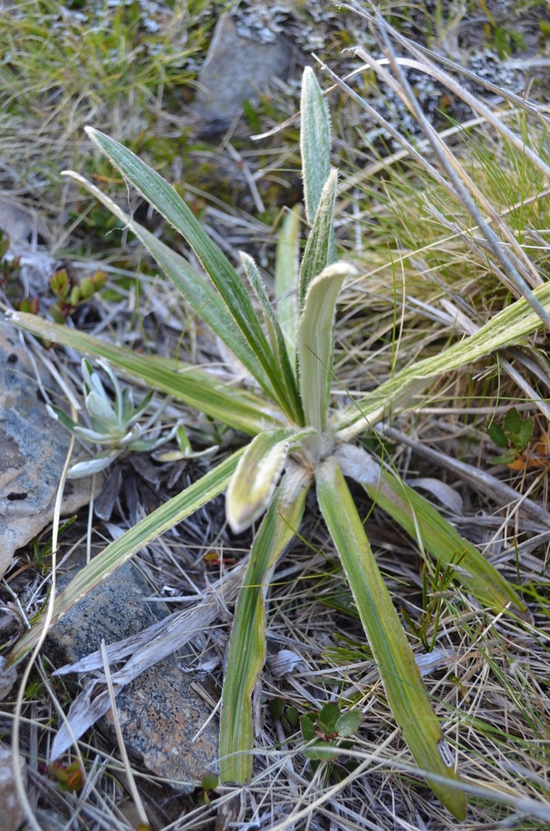 Celmisia vespertina photo 7