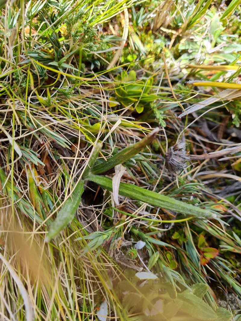 Celmisia vespertina photo 8