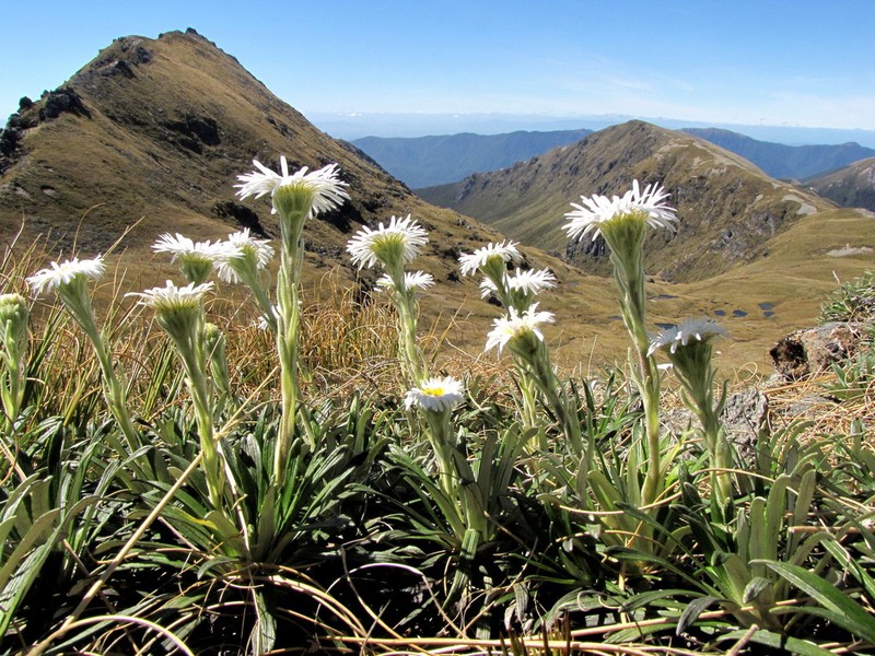 Celmisia viscosa