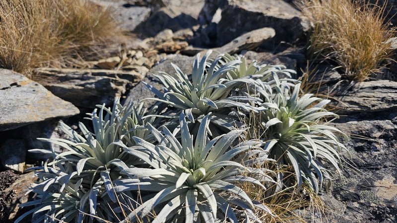 Celmisia viscosa photo 2