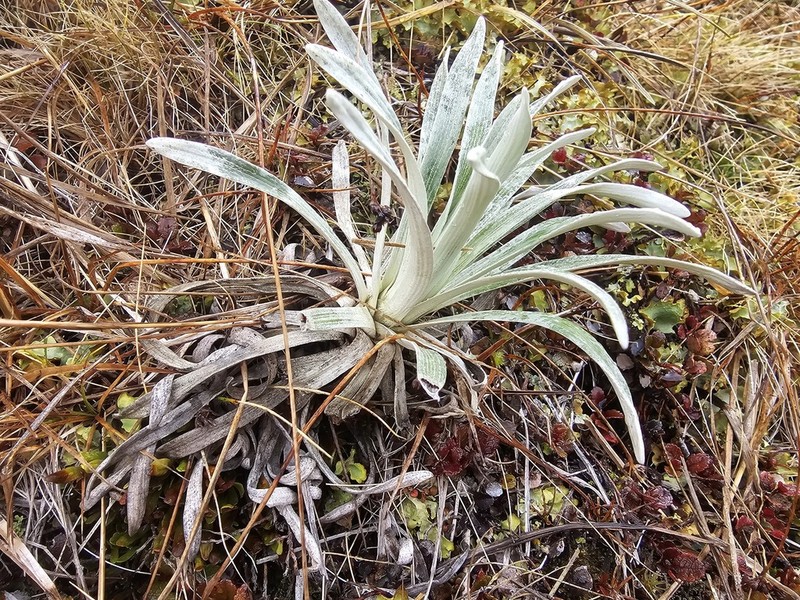 Celmisia viscosa photo 3