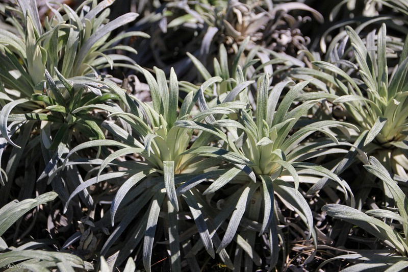 Celmisia viscosa photo 4
