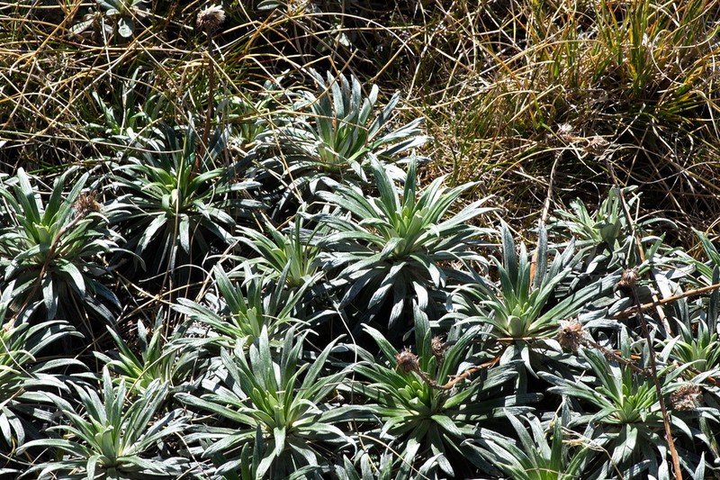 Celmisia viscosa photo 5