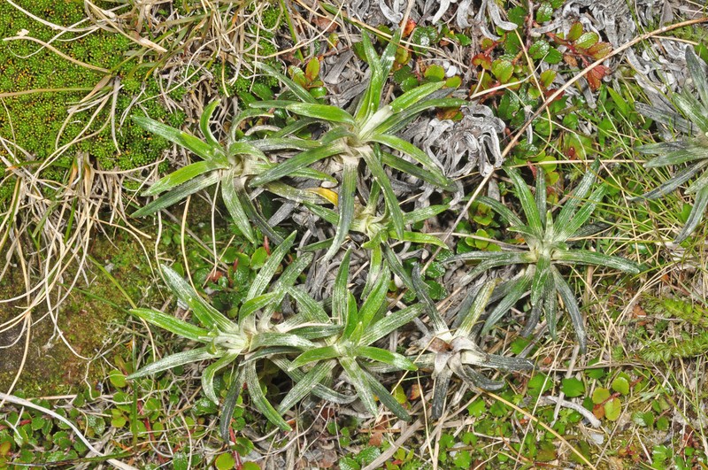 Celmisia viscosa photo 6