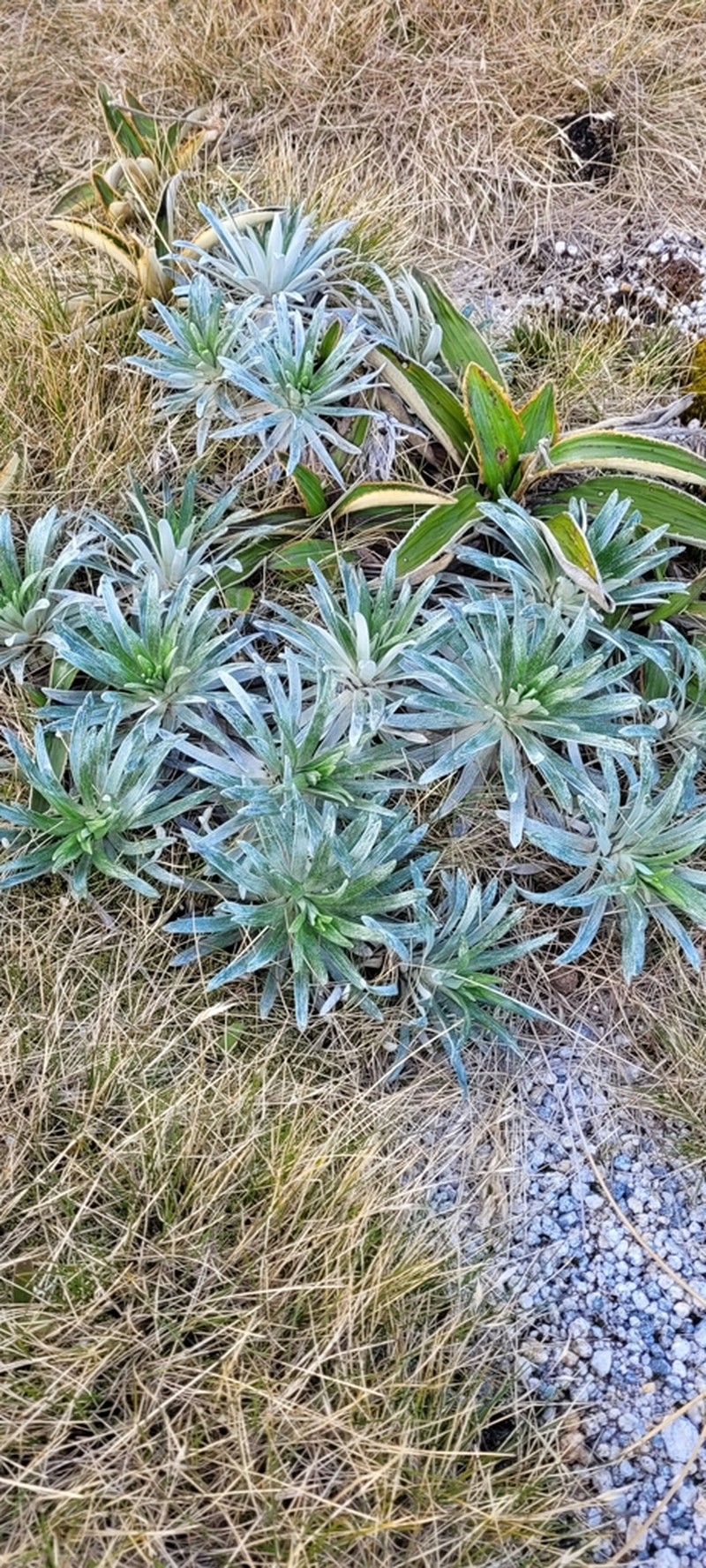 Celmisia viscosa photo 7