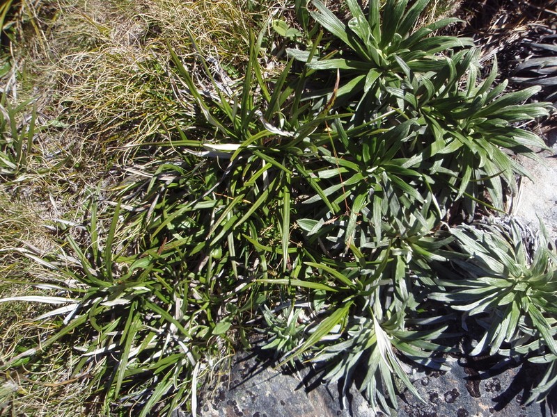 Celmisia viscosa photo 8