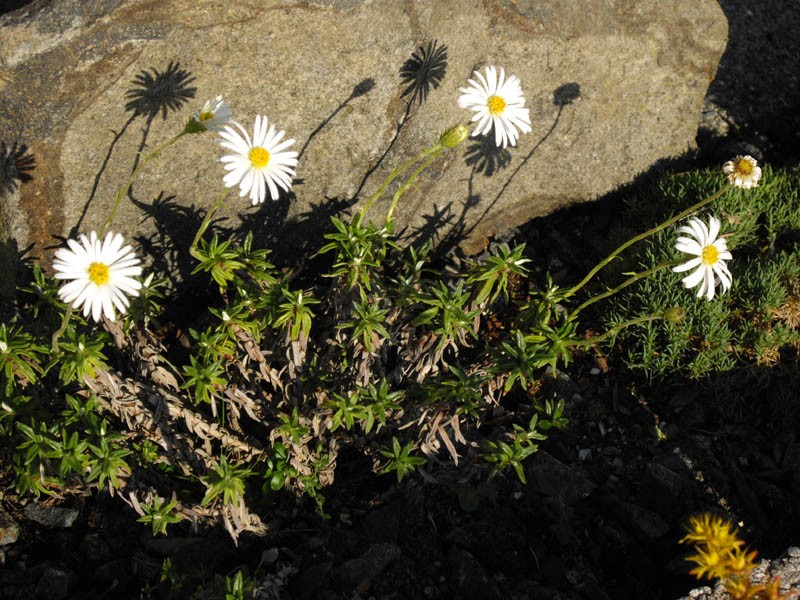 Celmisia walkeri
