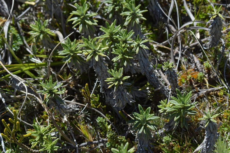 Celmisia walkeri photo 2
