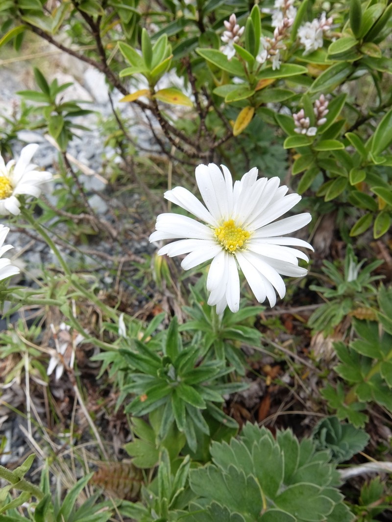 Celmisia walkeri photo 3