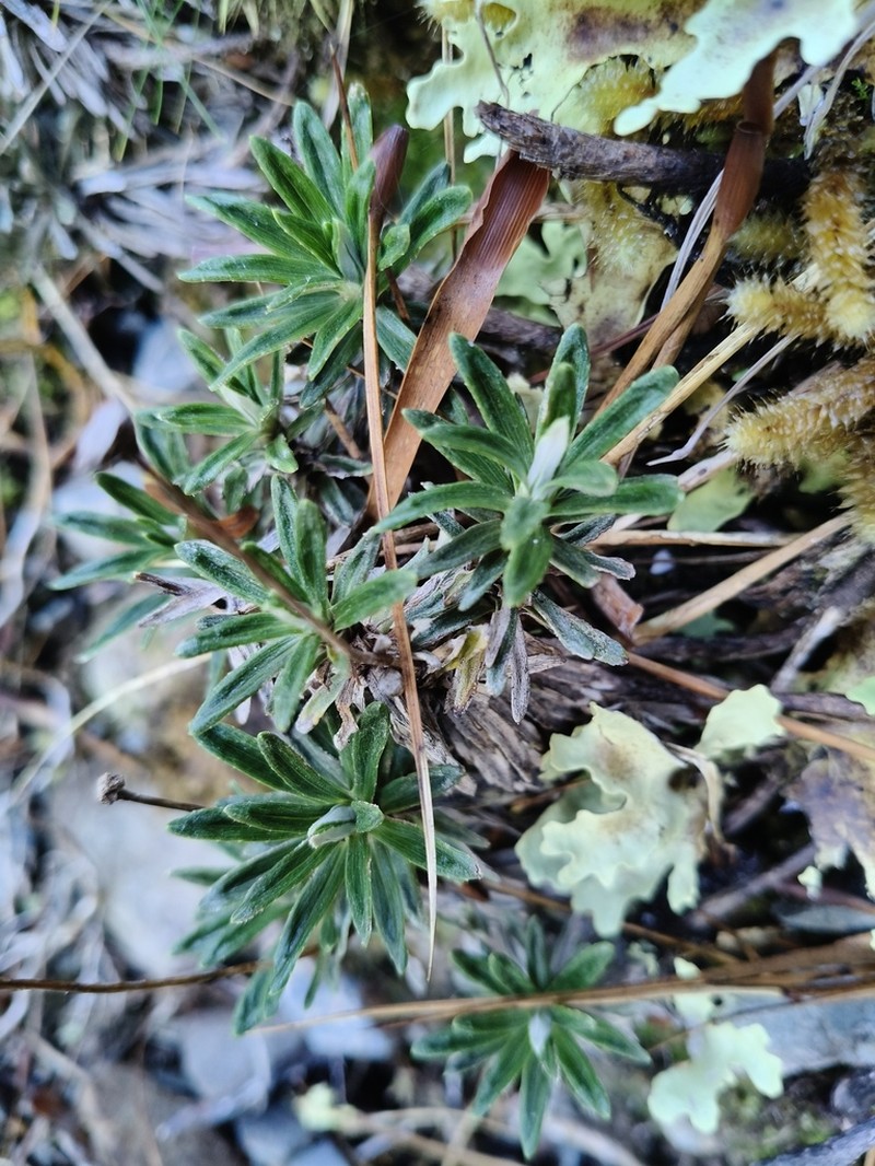 Celmisia walkeri photo 4