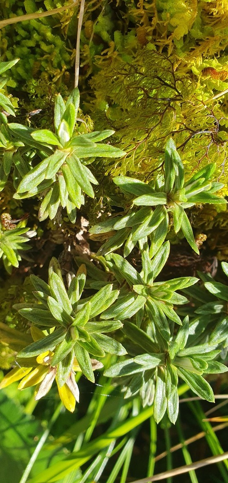 Celmisia walkeri photo 5