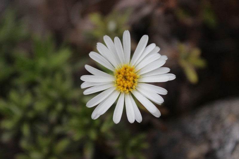 Celmisia walkeri photo 6