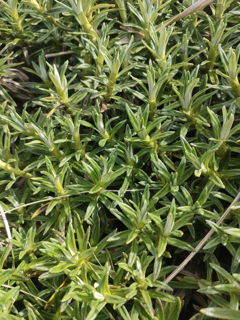 Celmisia walkeri photo 7