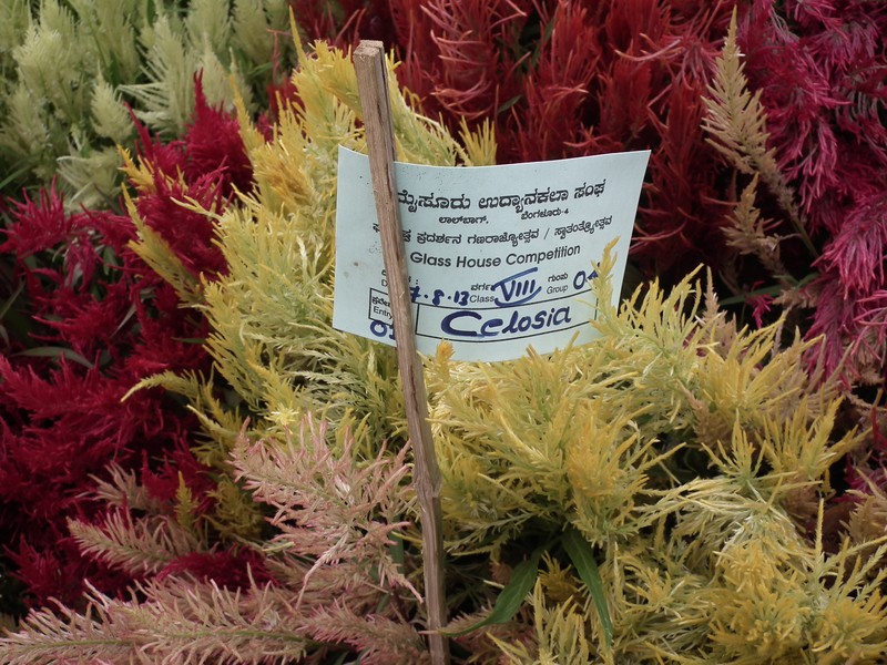 Woolflower photo 2