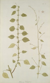 Woolflower