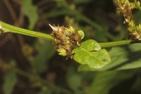 Albahaca