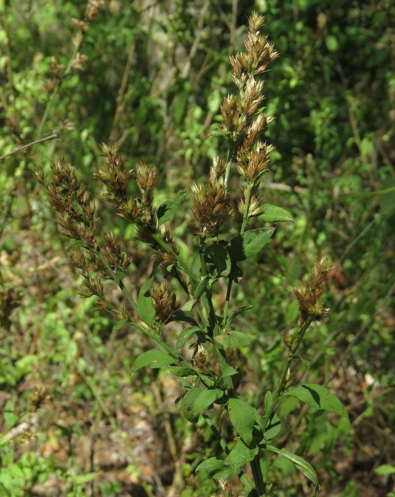 Albahaca photo 2