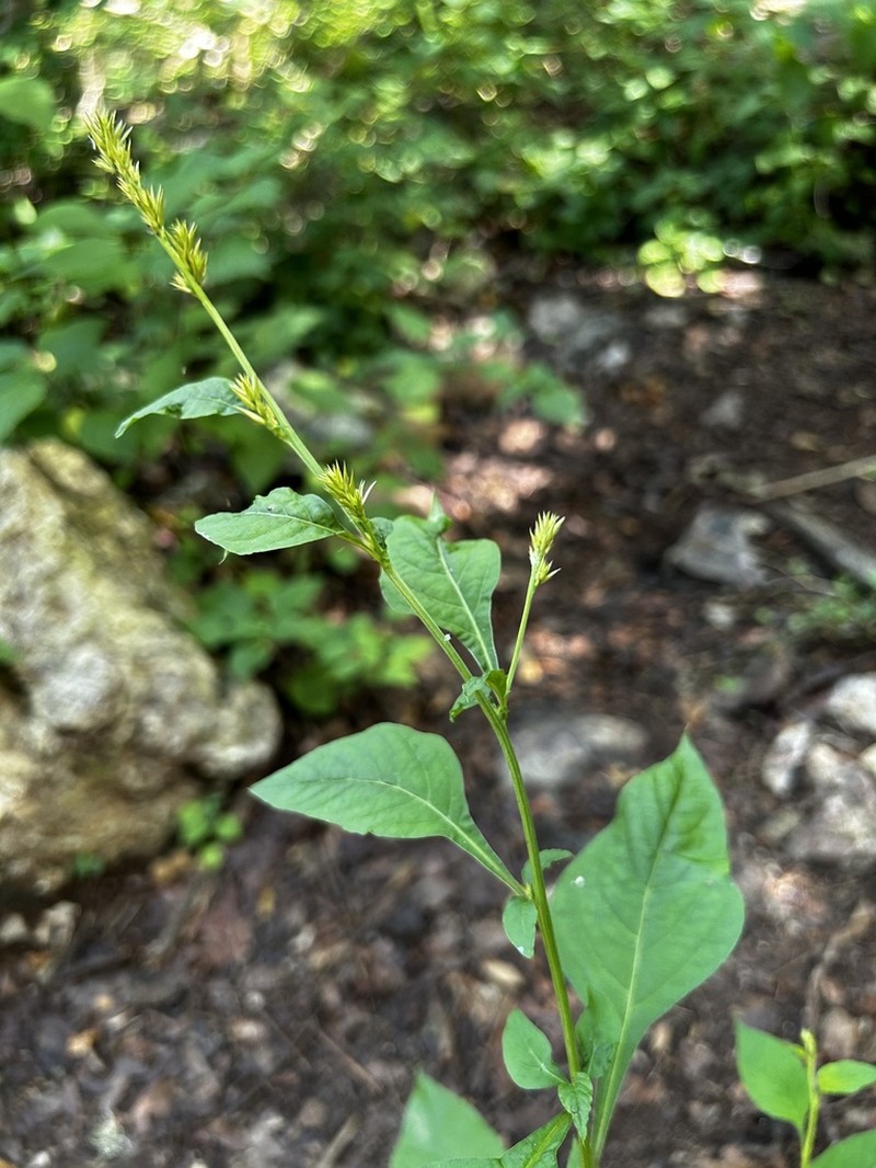 Albahaca photo 3