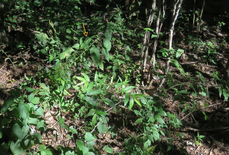 Albahaca photo 4