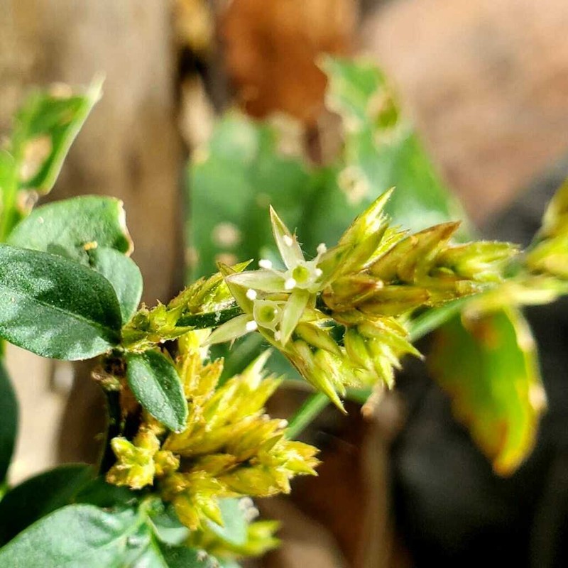 Albahaca photo 5