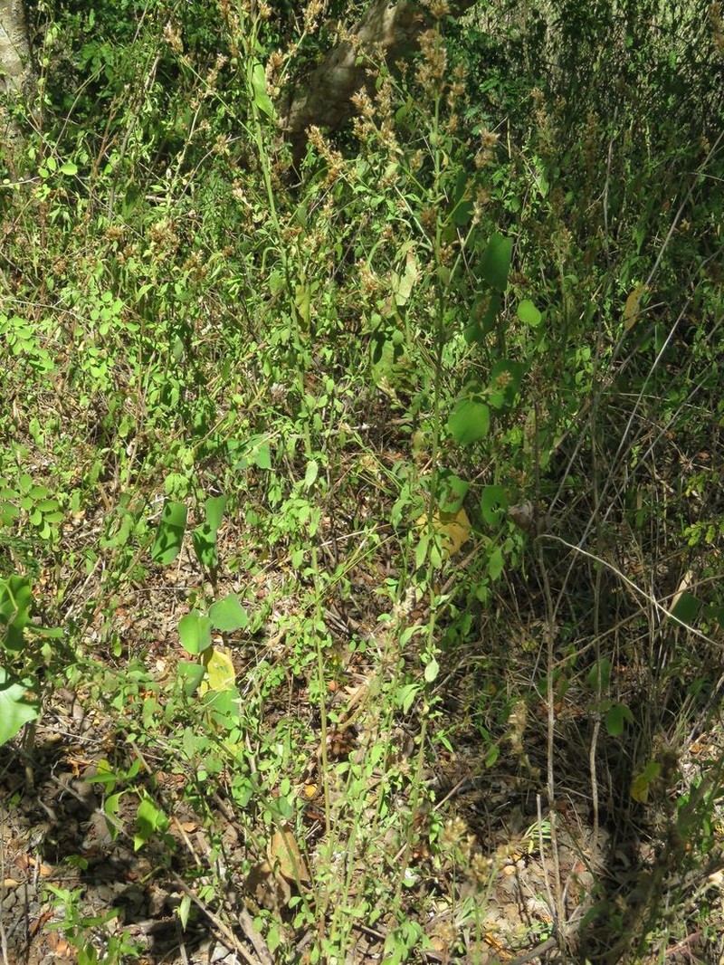 Albahaca photo 6