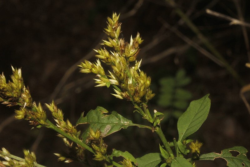 Albahaca photo 7