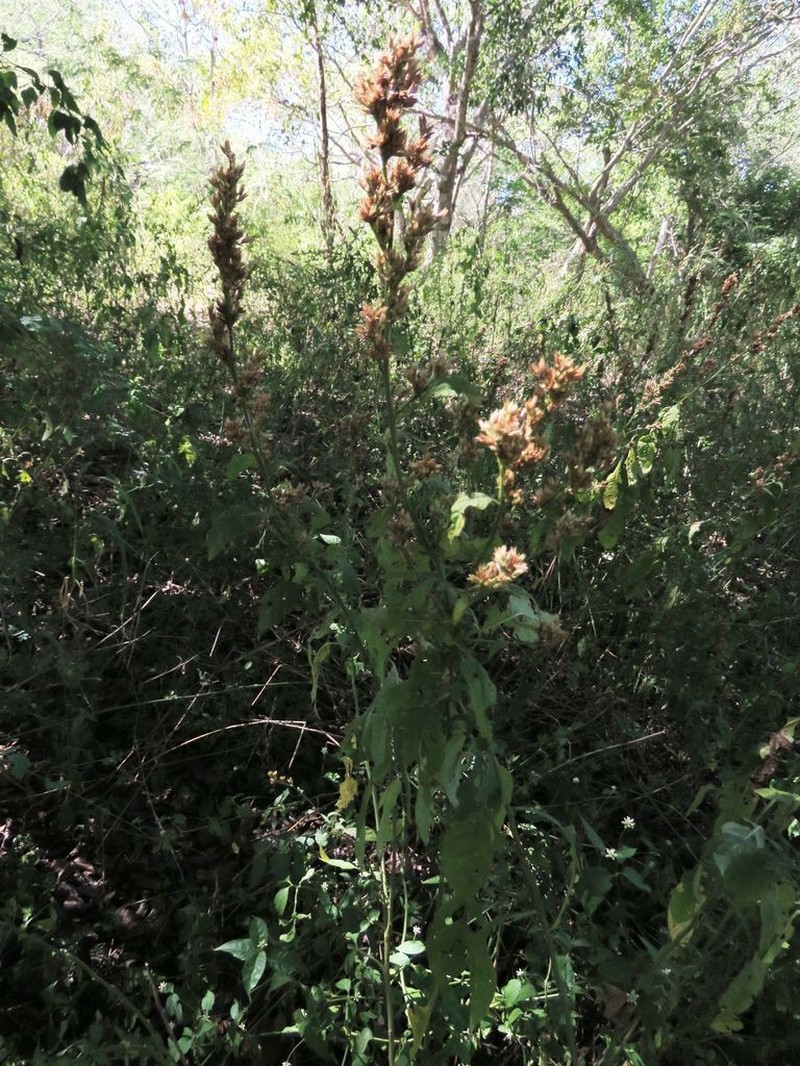 Albahaca photo 8