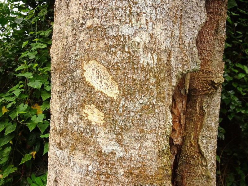 Celtis adolfi-friderici