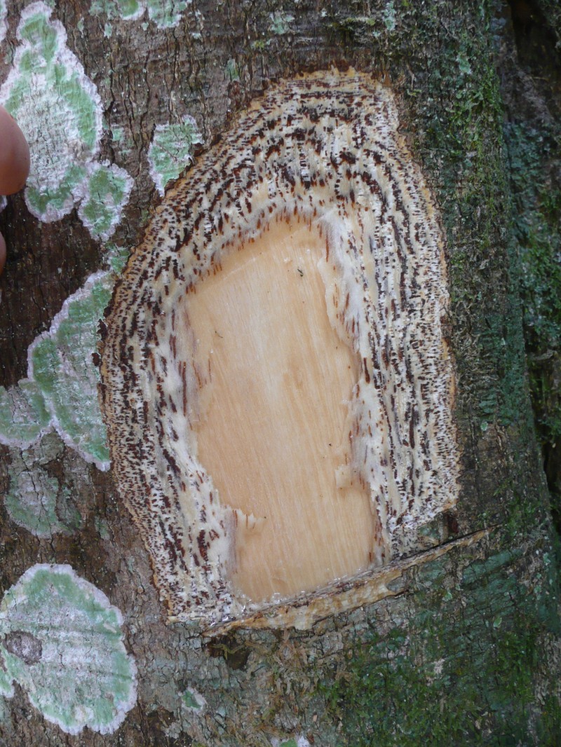 Celtis adolfi-friderici photo 2