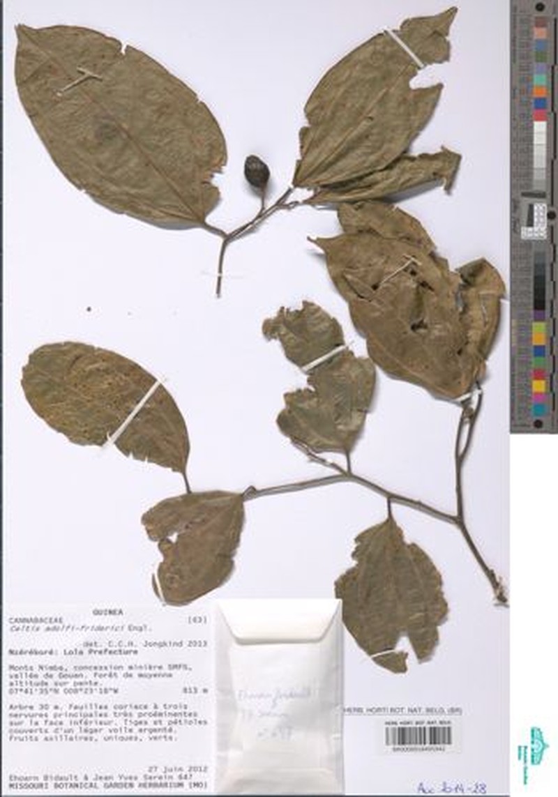 Celtis adolfi-friderici photo 4