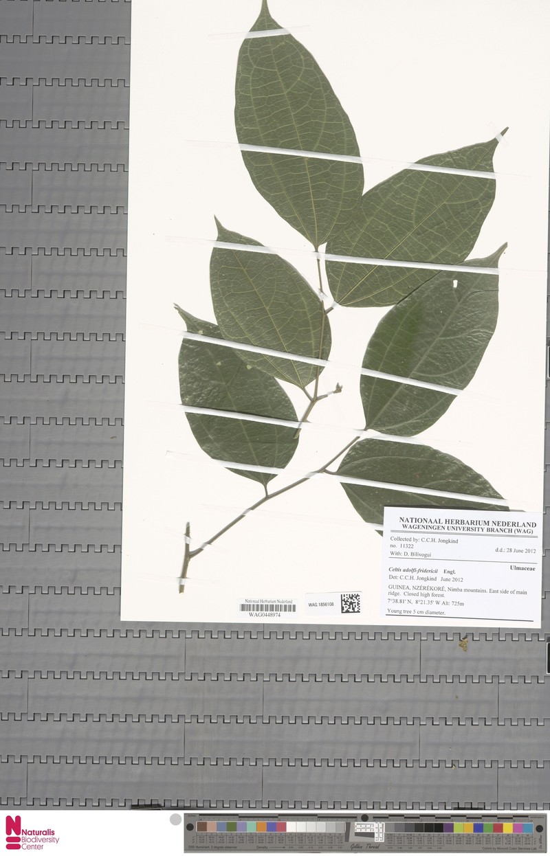 Celtis adolfi-friderici photo 5