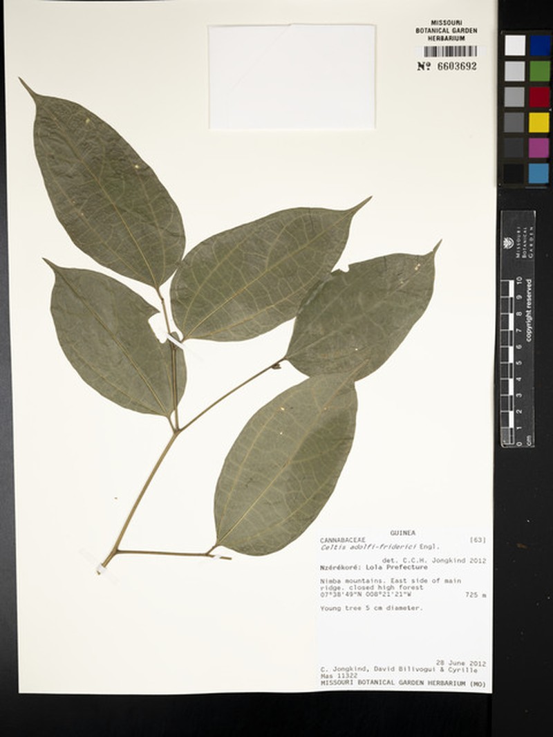 Celtis adolfi-friderici photo 6