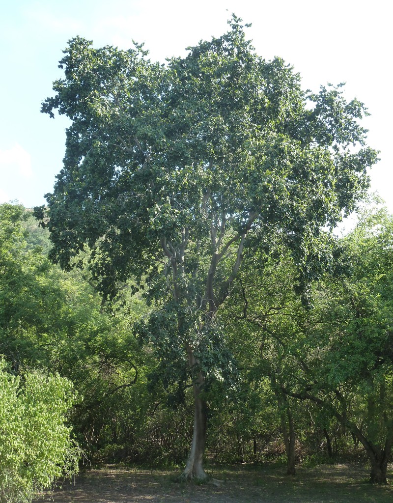 Celtis africana