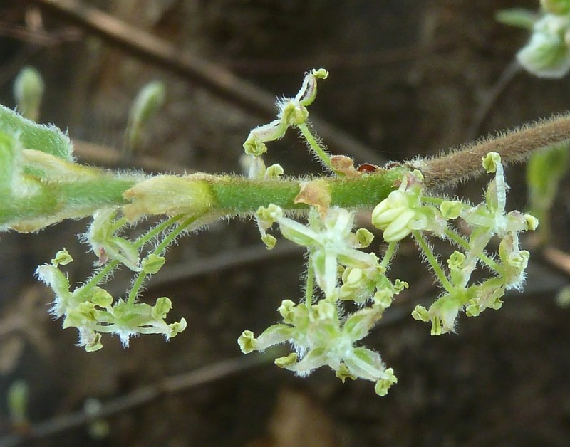 Celtis africana photo 2